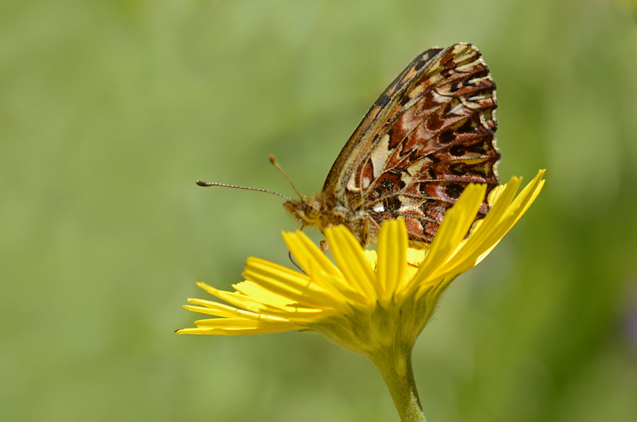 Boloria (Clossiana) titania
